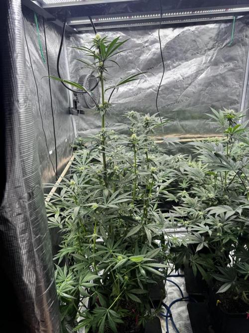 Grow 6.3 | Mendo Dope Farms | Skoochie. Week 11