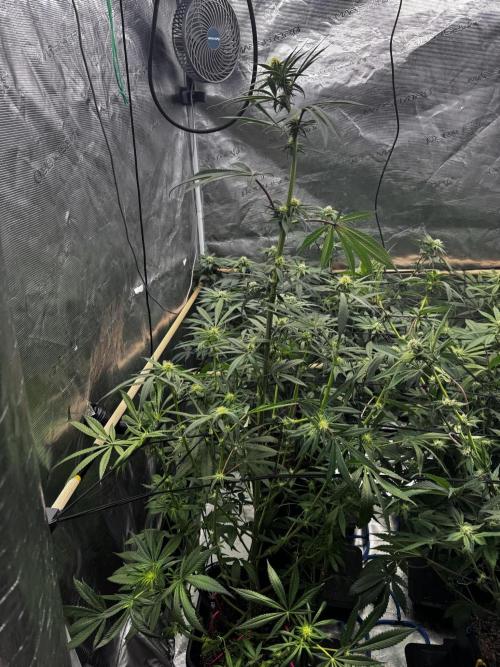 Grow 6.3 | Mendo Dope Farms | Skoochie. Week 11