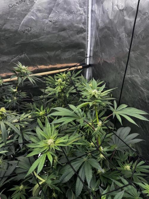 Grow 6.3 | Mendo Dope Farms | Skoochie. Week 11
