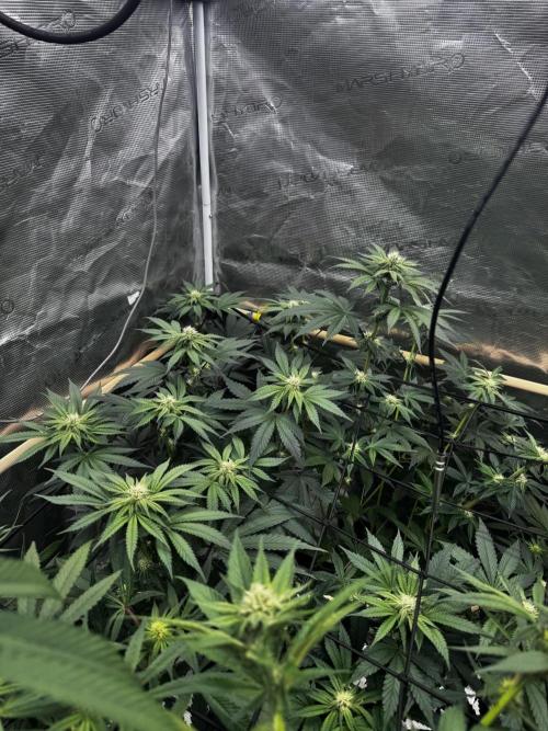 Grow 6.3 | Mendo Dope Farms | Skoochie. Week 11