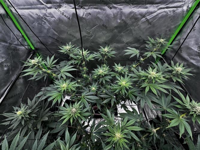 Grow 6.2 | Doctors Choice | Black Mamba. Week 9