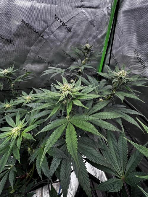 Grow 6.2 | Doctors Choice | Black Mamba. Week 9