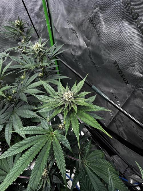 Grow 6.2 | Doctors Choice | Black Mamba. Week 9
