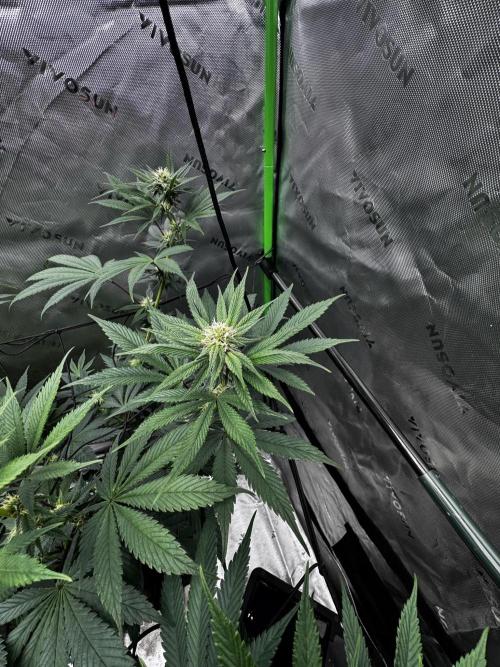 Grow 6.2 | Doctors Choice | Black Mamba. Week 9