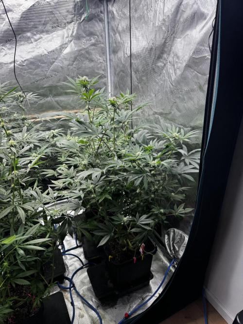 Grow 6.2 | Doctors Choice | Black Mamba. Week 9