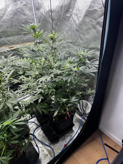 Grow 6.2 | Doctors Choice | Black Mamba. Week 9