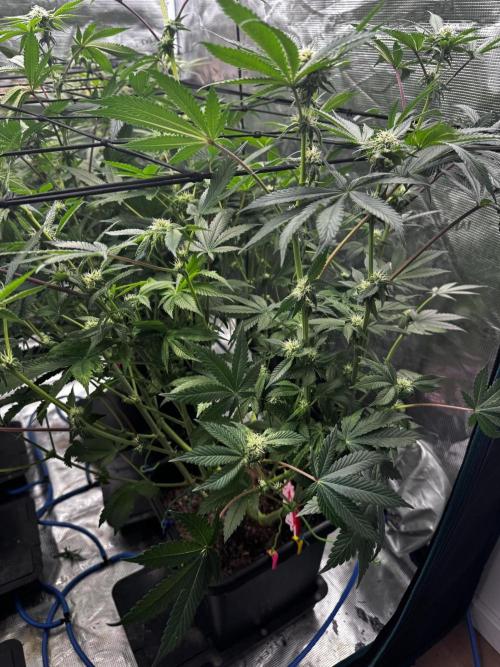 Grow 6.2 | Doctors Choice | Black Mamba. Week 9