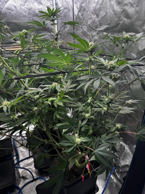 Grow 6.2 | Doctors Choice | Black Mamba. Week 9