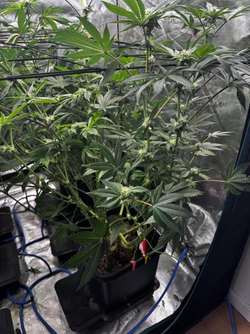 Grow 6.2 | Doctors Choice | Black Mamba. Week 9