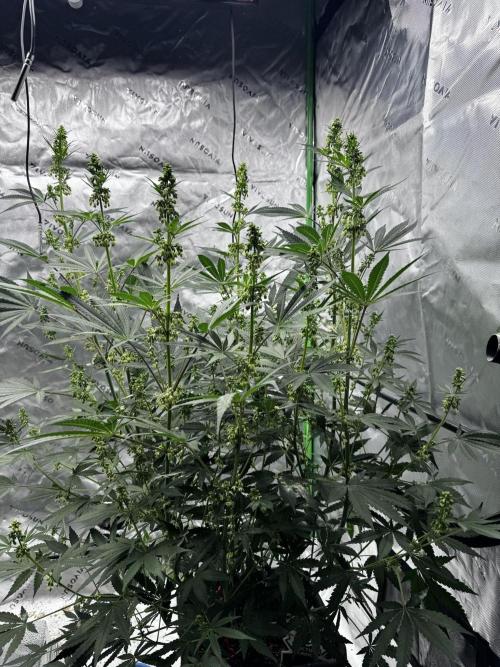 Grow 6.2 | Doctors Choice | Black Mamba. Week 9
