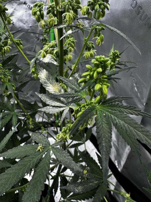 Grow 6.2 | Doctors Choice | Black Mamba. Week 9