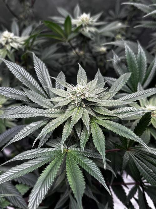 Grow 6.2 | Doctors Choice | Black Mamba. Week 10