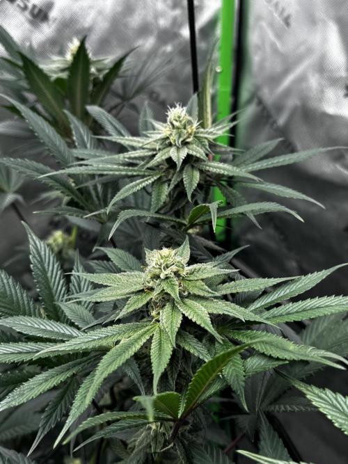 Grow 6.2 | Doctors Choice | Black Mamba. Week 10