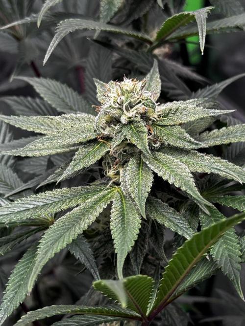 Grow 6.2 | Doctors Choice | Black Mamba. Week 10