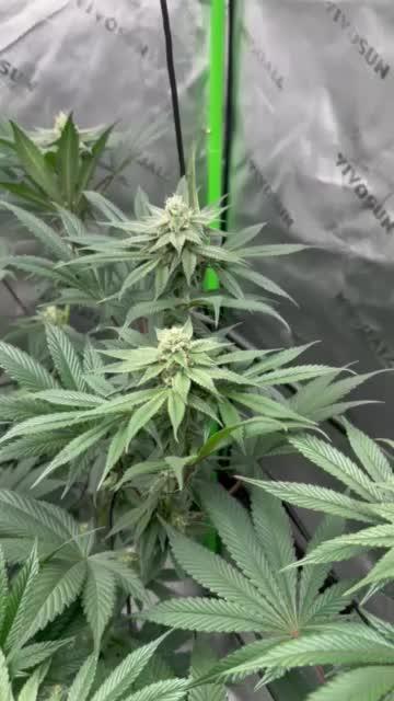 Grow 6.2 | Doctors Choice | Black Mamba