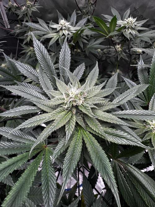 Grow 6.2 | Doctors Choice | Black Mamba. Week 10