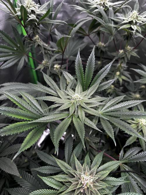 Grow 6.2 | Doctors Choice | Black Mamba. Week 10