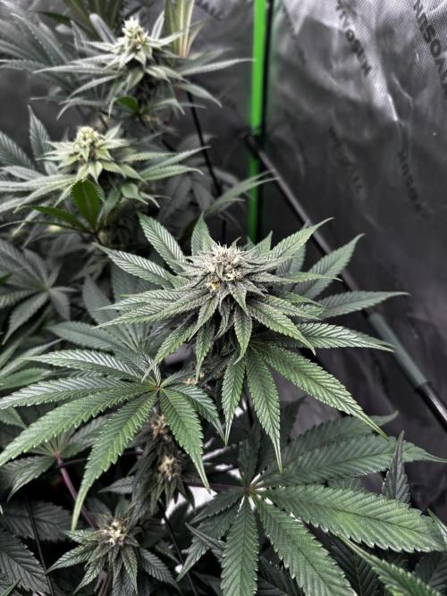 Grow 6.2 | Doctors Choice | Black Mamba. Week 10