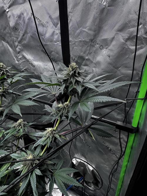 Grow 6.3 | Mendo Dope Farms | Skoochie. Week 12