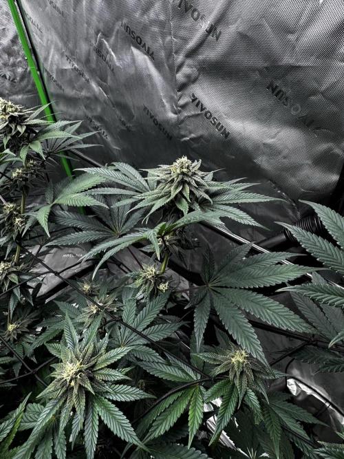 Grow 6.3 | Mendo Dope Farms | Skoochie. Week 12