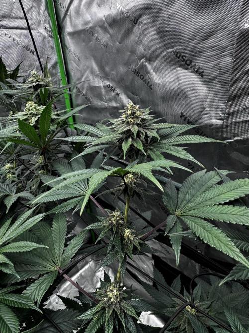 Grow 6.3 | Mendo Dope Farms | Skoochie. Week 12