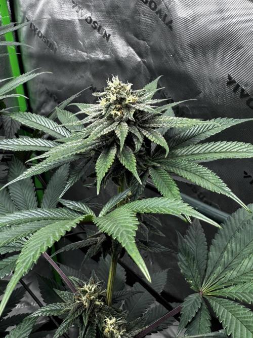 Grow 6.3 | Mendo Dope Farms | Skoochie. Week 12