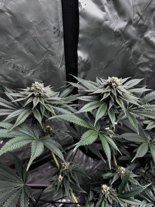 Grow 6.3 | Mendo Dope Farms | Skoochie. Week 12