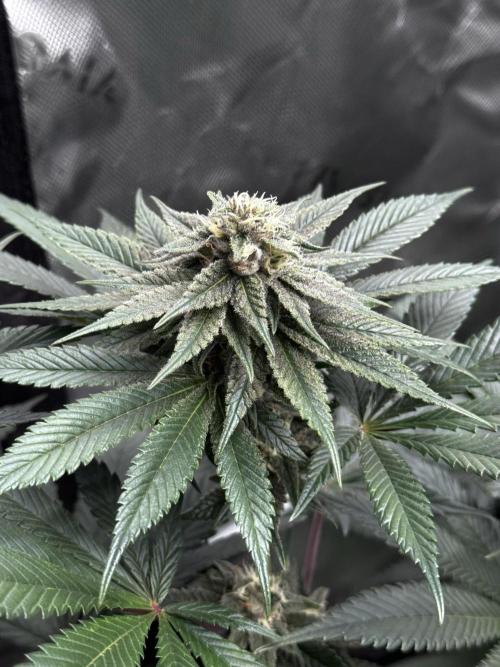 Grow 6.3 | Mendo Dope Farms | Skoochie. Week 12
