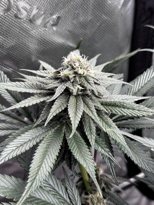 Grow 6.3 | Mendo Dope Farms | Skoochie. Week 12