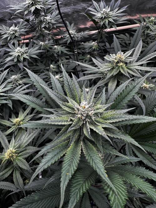 Grow 6.3 | Mendo Dope Farms | Skoochie. Week 12