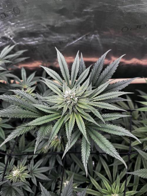 Grow 6.3 | Mendo Dope Farms | Skoochie. Week 12