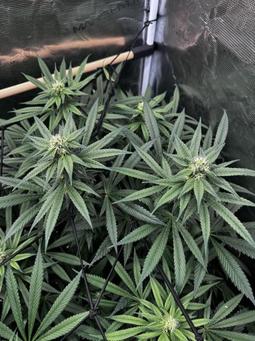 Grow 6.3 | Mendo Dope Farms | Skoochie. Week 12