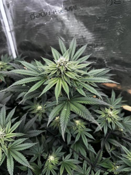 Grow 6.3 | Mendo Dope Farms | Skoochie. Week 12