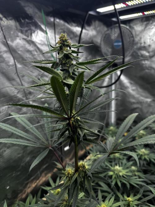 Grow 6.3 | Mendo Dope Farms | Skoochie. Week 12