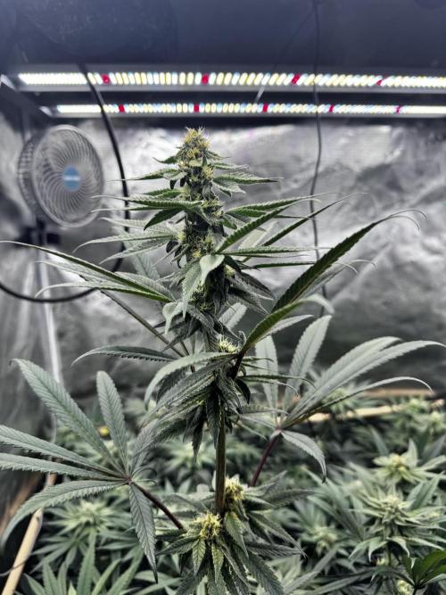Grow 6.3 | Mendo Dope Farms | Skoochie. Week 12