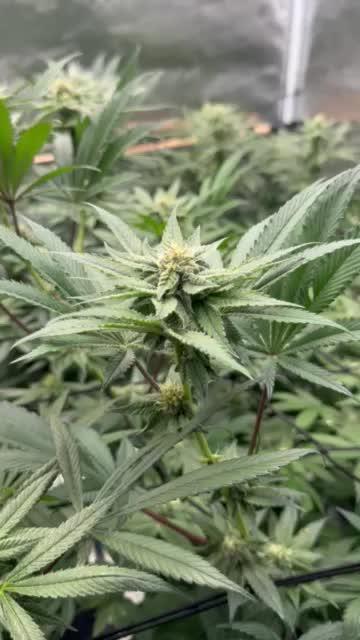 Grow 6.3 | Mendo Dope Farms | Skoochie