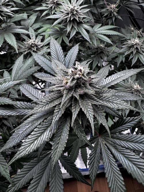 Grow 6.3 | Mendo Dope Farms | Skoochie. Week 13