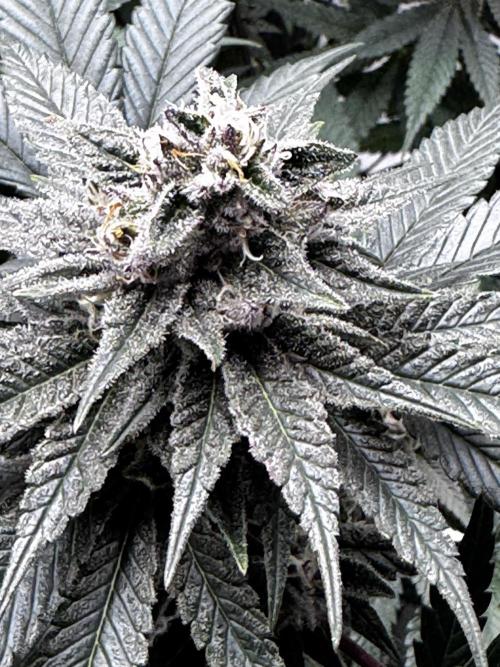 Grow 6.3 | Mendo Dope Farms | Skoochie. Week 13