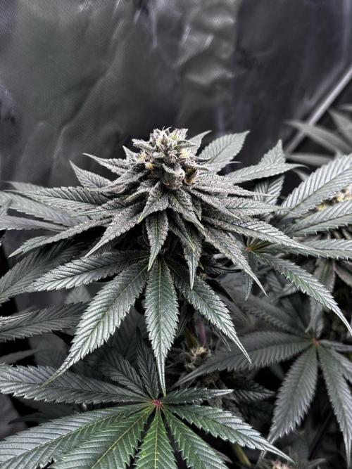 Grow 6.3 | Mendo Dope Farms | Skoochie. Week 13