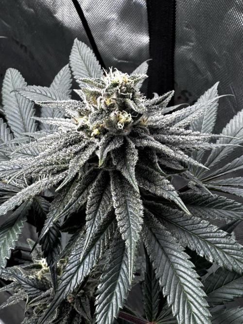 Grow 6.3 | Mendo Dope Farms | Skoochie. Week 13