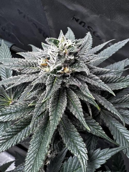 Grow 6.3 | Mendo Dope Farms | Skoochie. Week 13
