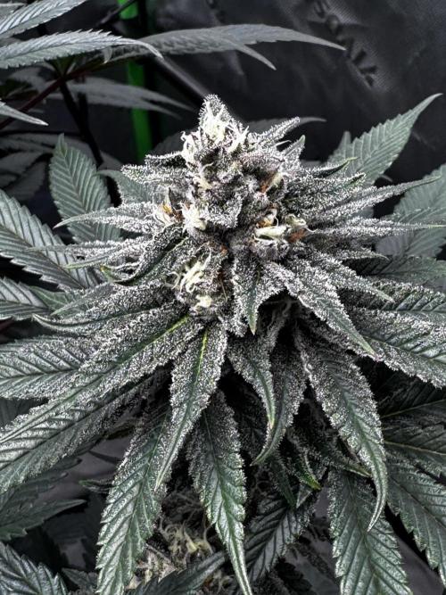 Grow 6.3 | Mendo Dope Farms | Skoochie. Week 13