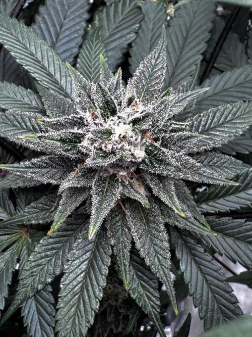 Grow 6.3 | Mendo Dope Farms | Skoochie. Week 13