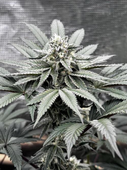 Grow 6.3 | Mendo Dope Farms | Skoochie. Week 13