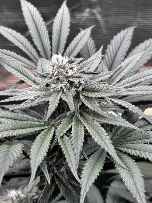 Grow 6.3 | Mendo Dope Farms | Skoochie. Week 13