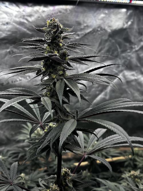 Grow 6.3 | Mendo Dope Farms | Skoochie. Week 13