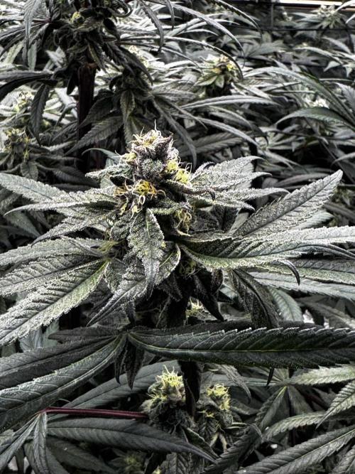 Grow 6.3 | Mendo Dope Farms | Skoochie. Week 13