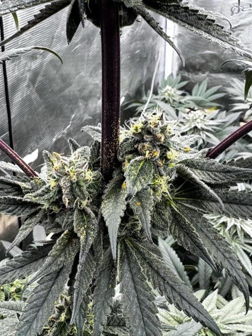 Grow 6.3 | Mendo Dope Farms | Skoochie. Week 13