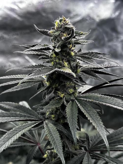 Grow 6.3 | Mendo Dope Farms | Skoochie. Week 13