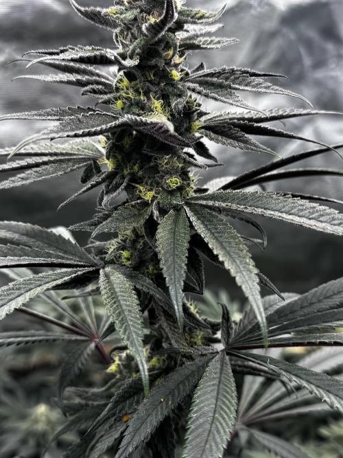 Grow 6.3 | Mendo Dope Farms | Skoochie. Week 13